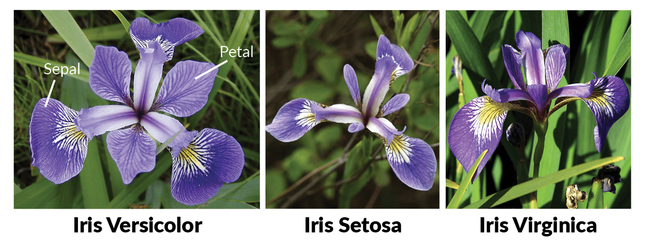 Types of Iris Flowers